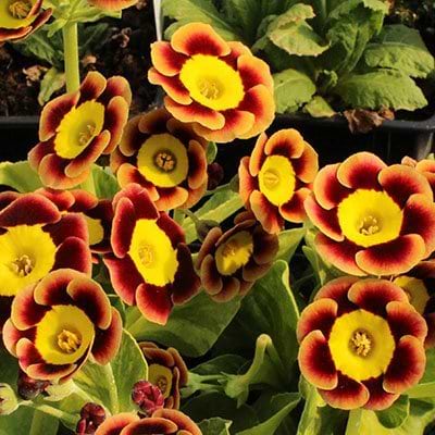 Primula 