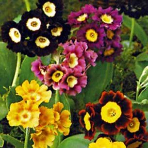 Primula blandet