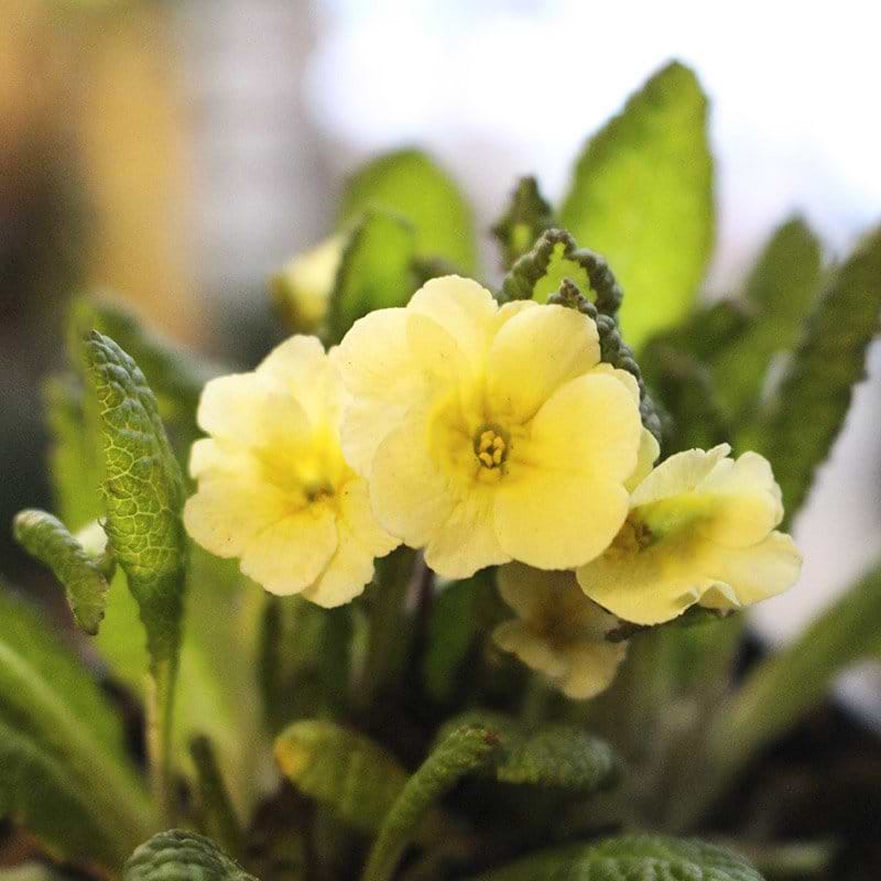 gul primula