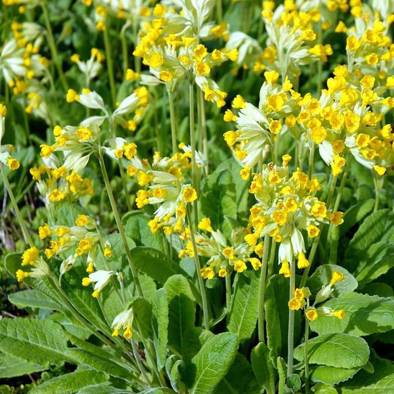 Primula veris