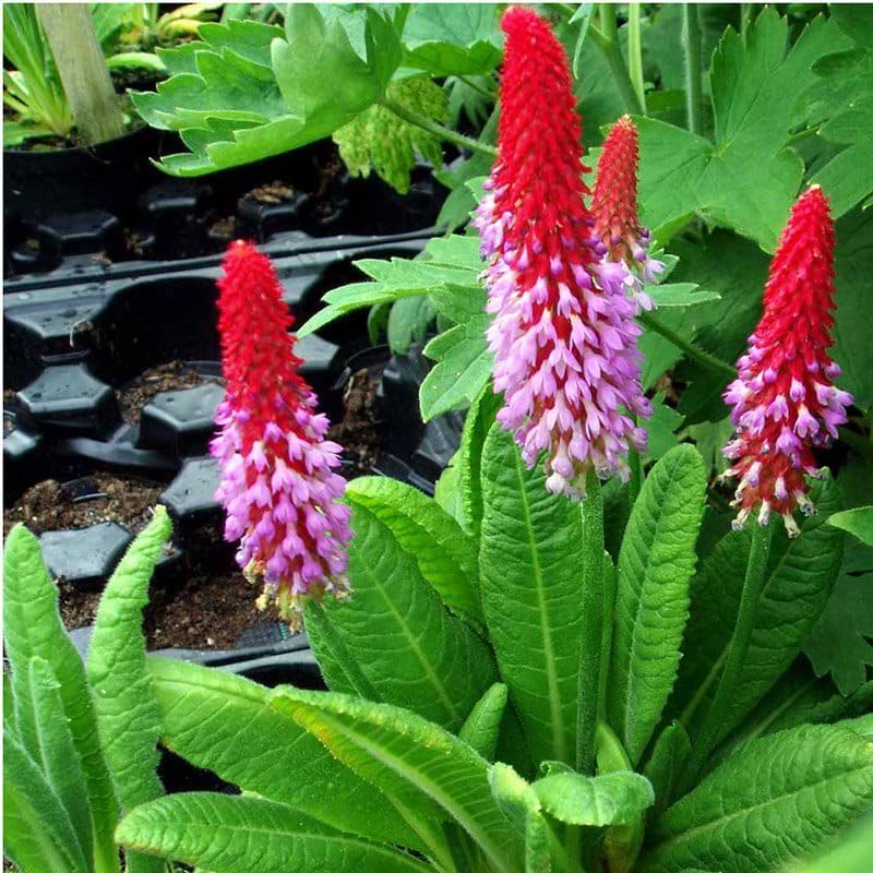 Primula vialii