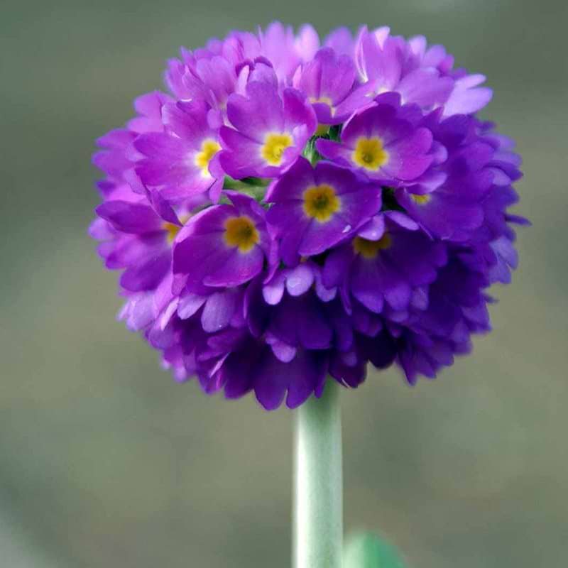 Primula lilla