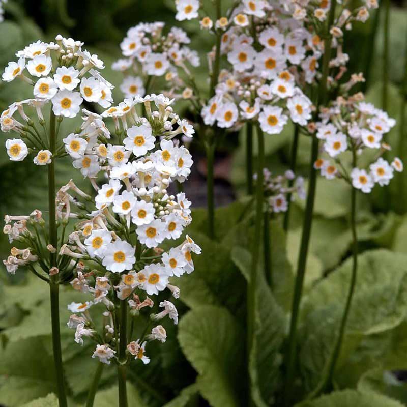 Primula japonica