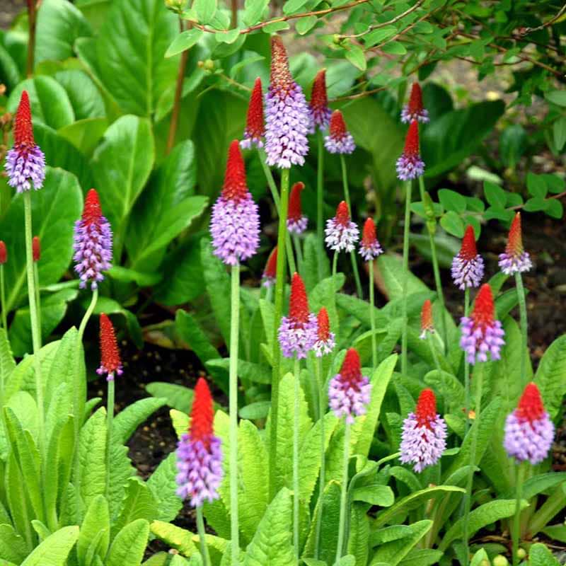 Hyacint primula røde knopper