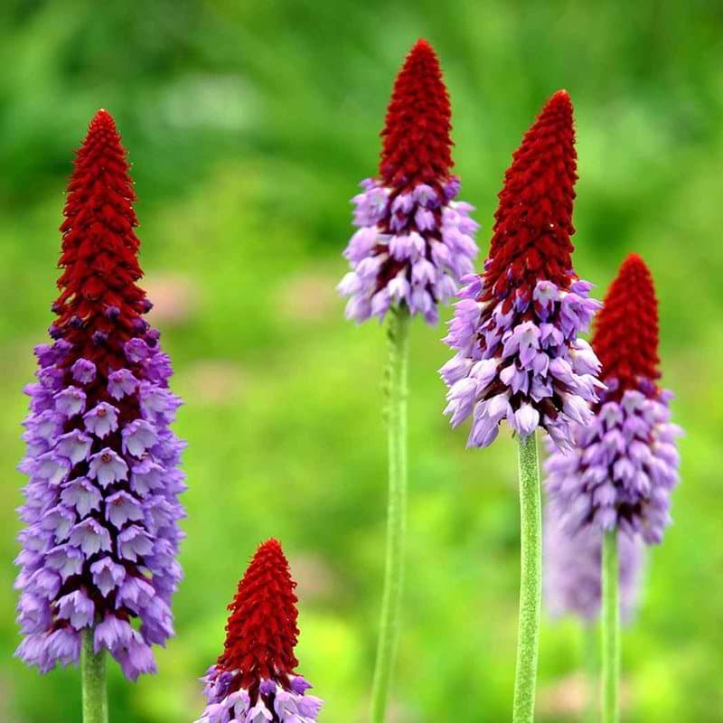 Vialii
