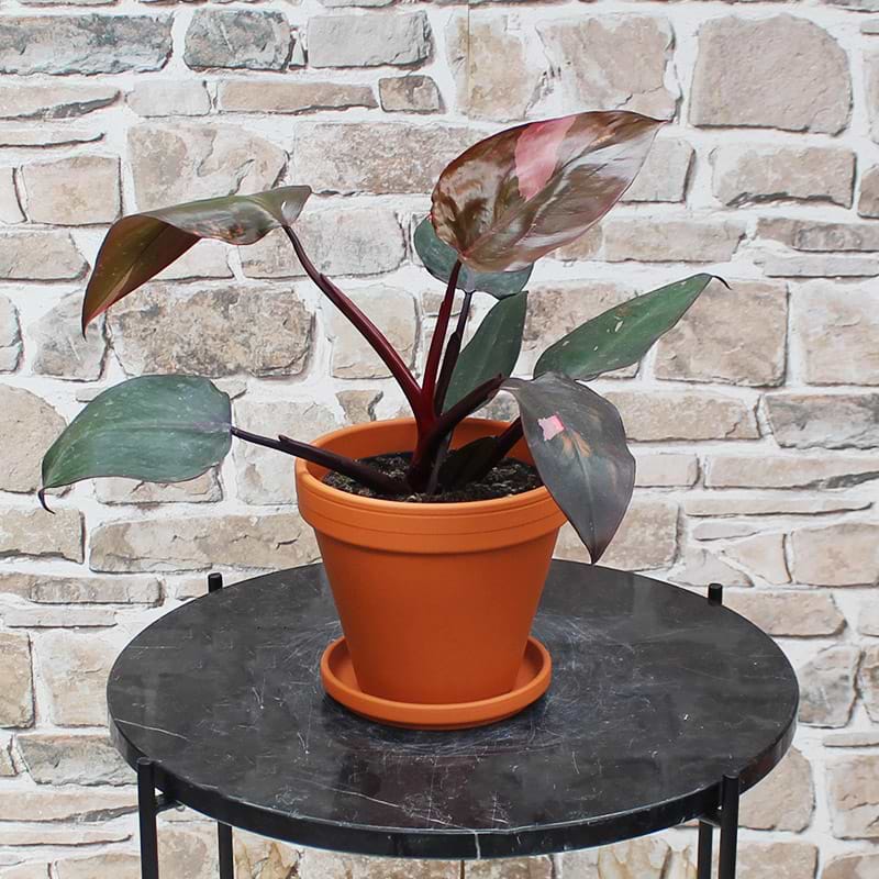 Philodendron pink princess