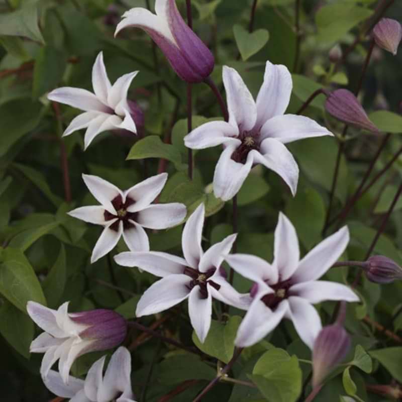 Klematis Princess Kate Zoprika