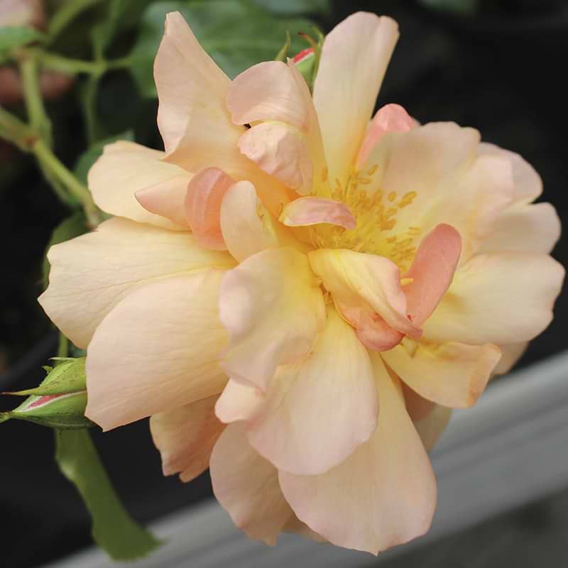 prins henrik blomst