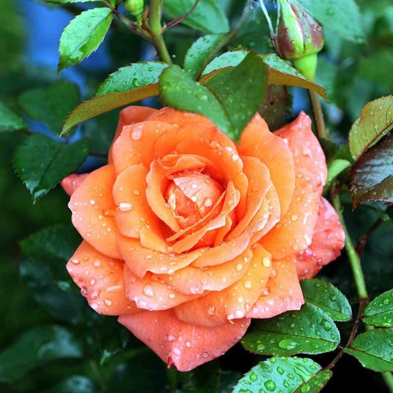 Prinsesse Marie storblomstrende rose