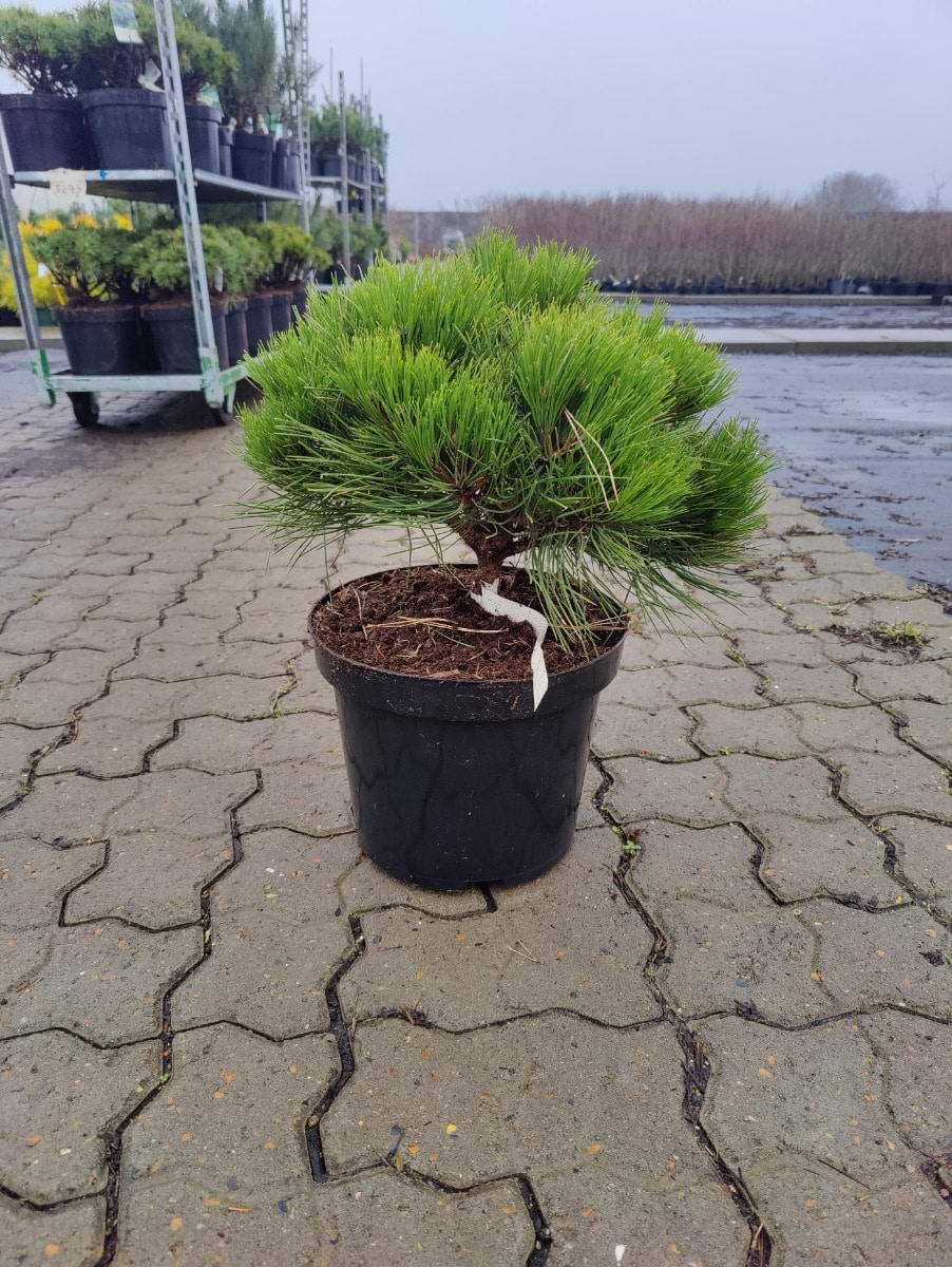 Østrigsk fyr  (Pinus nigra 'Marie Bregeon')  Ø:35-40 cm