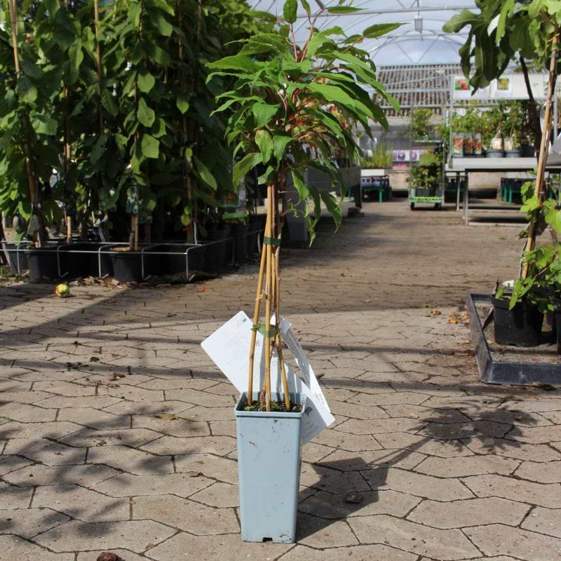 Stikkelsbærkiwi (Actinidia arguta 'Fresh Jumbo') 30-50 cm