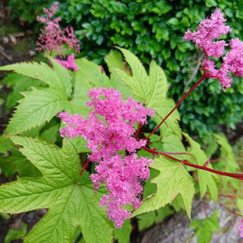 Mjødurt (Filipendula purpurea) Potte 9 cm