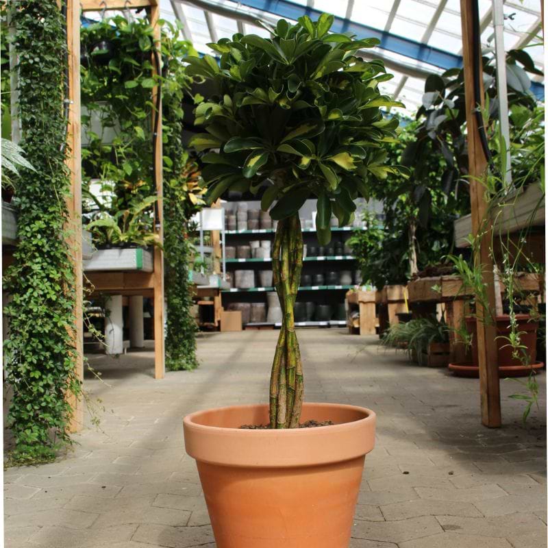 Paraplytræ (Schefflera Arboricola) Flettet Stamme - 90 cm
