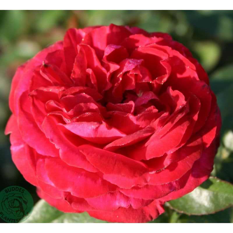 Renaissance rose (Birthe Kjær) - Barrods
