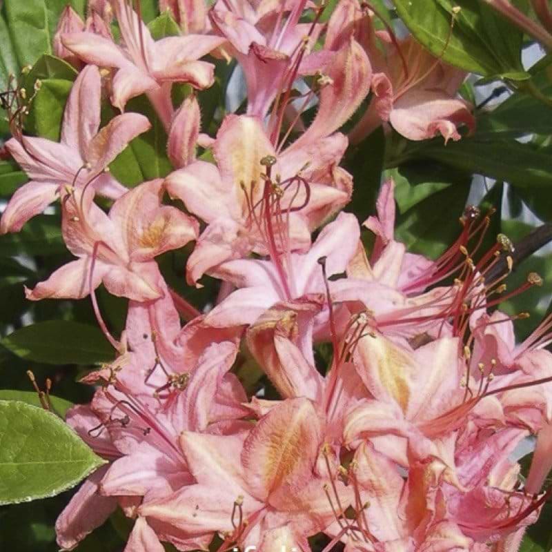 koralrøde blomster