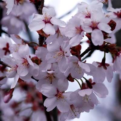 Prunus spire