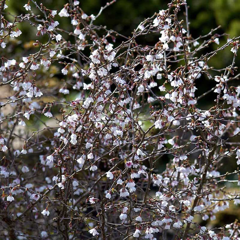 Prunus Kojou-No-Mai