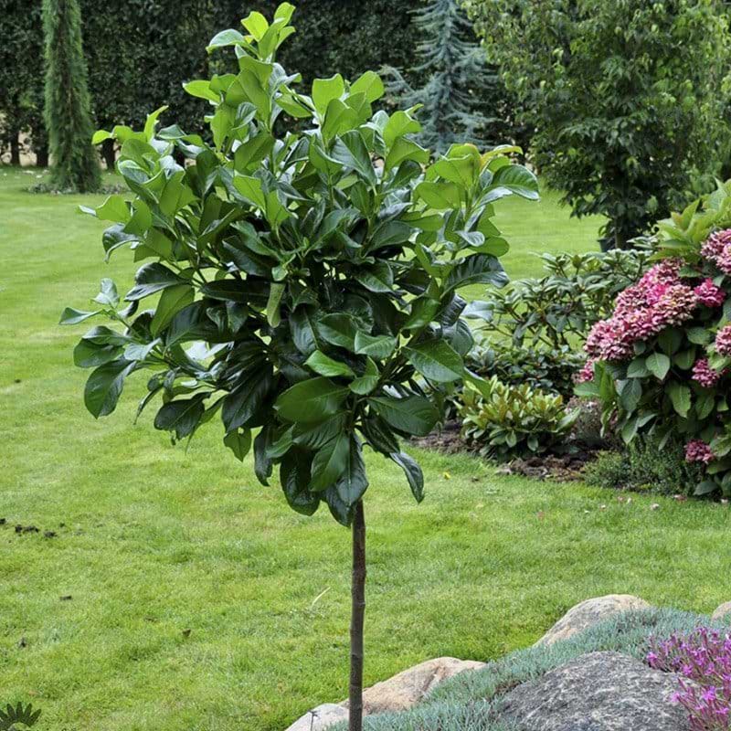 Storbladet laurbærkirsebær Etna opstammet 