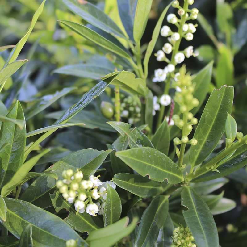 Prunus laurocerasus Gajo blomst