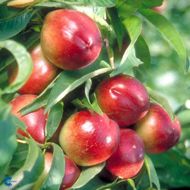 Dværgnektarin (Prunus Nucipersica)