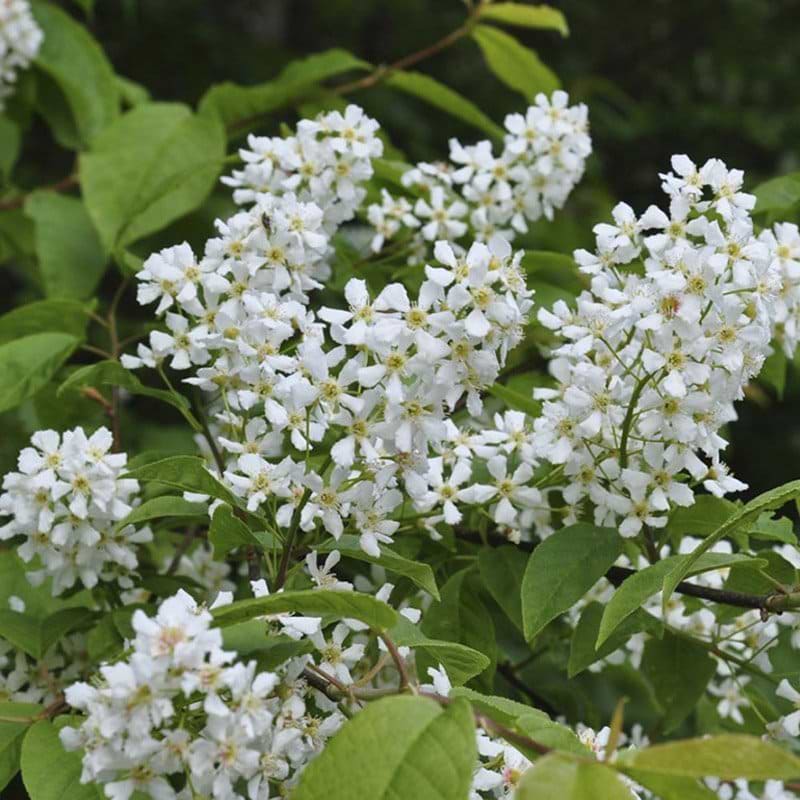 Prunus padus blomst