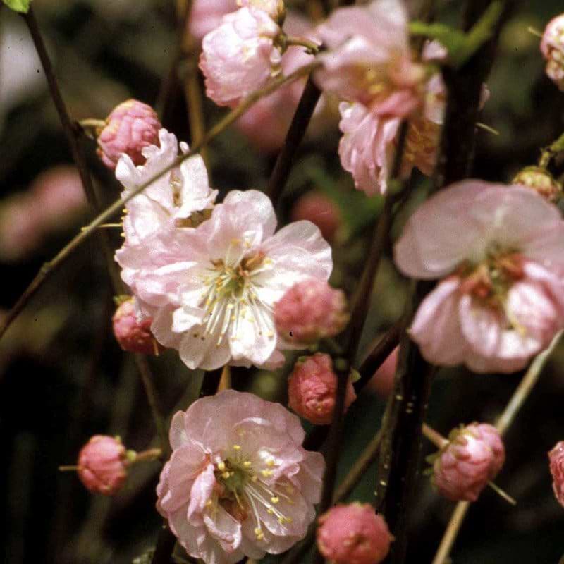 sart rosa blomster