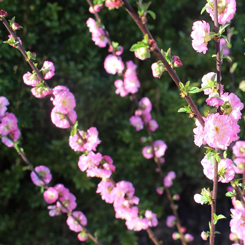 Rosenmandel (Prunus triloba 'Rosenmund') 60-80 cm