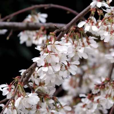 Prunus Incisa 'Cunera'