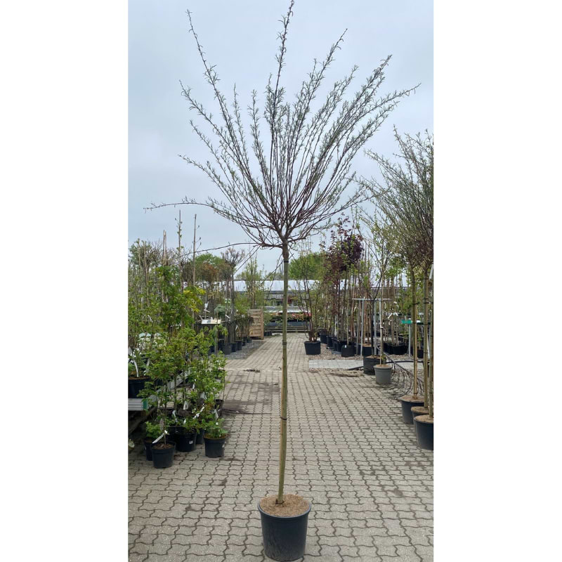 salix palmowa opstammet 150 cm