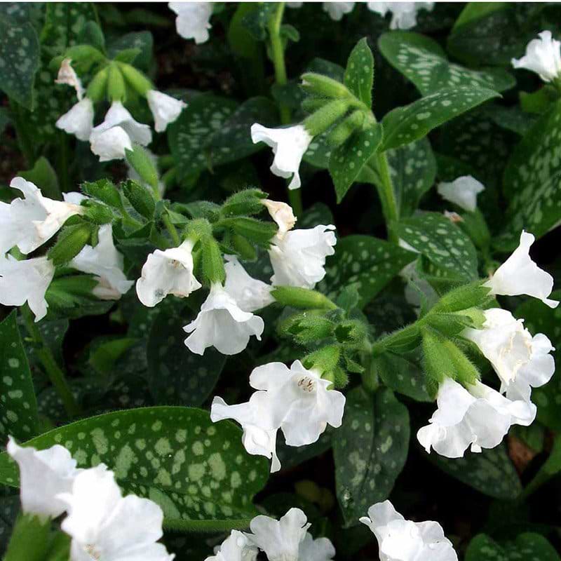 Lungeurt Pulmonaria off. Sissinghurst white