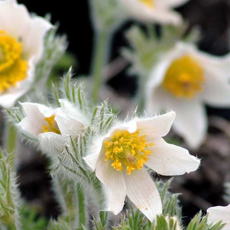 Pulsatilla vulgaris Alba