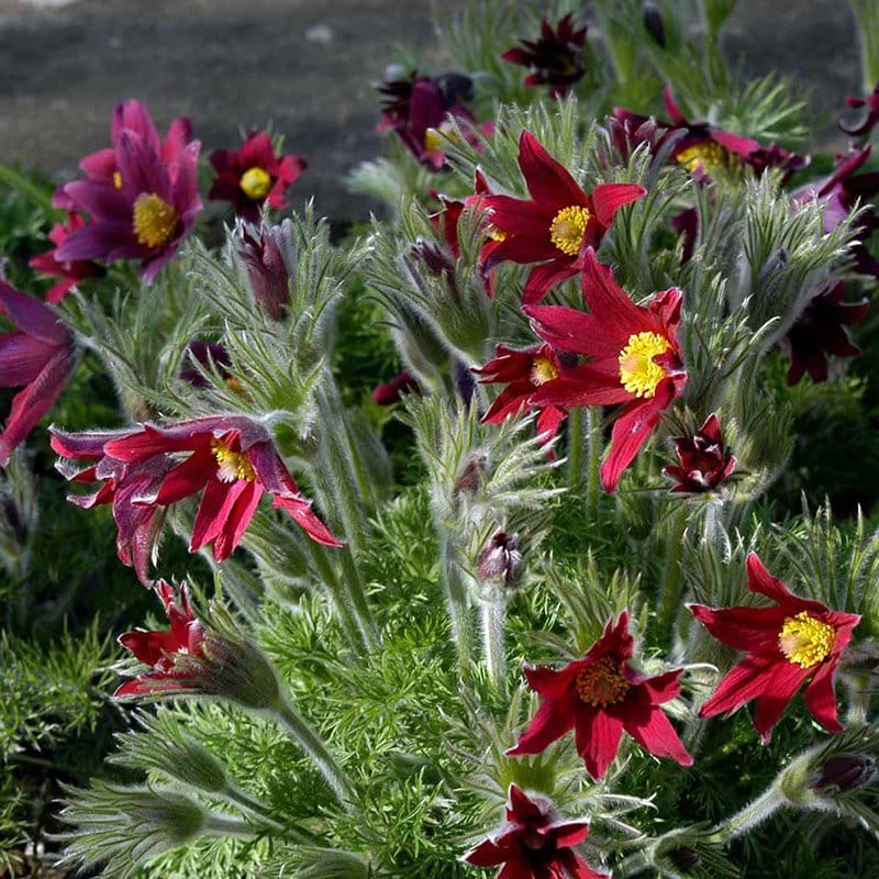 Pulsatilla vulgaris Rubra