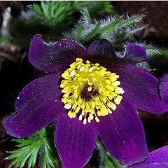 Kobjælde Opret (Pulsatilla vulgaris)