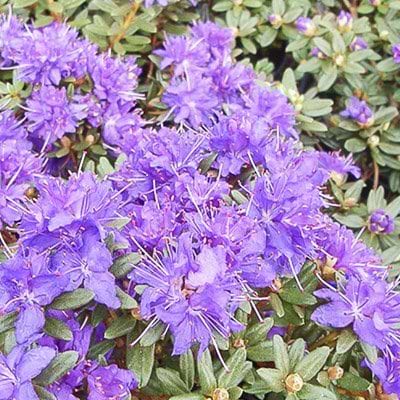 violet rhododendron