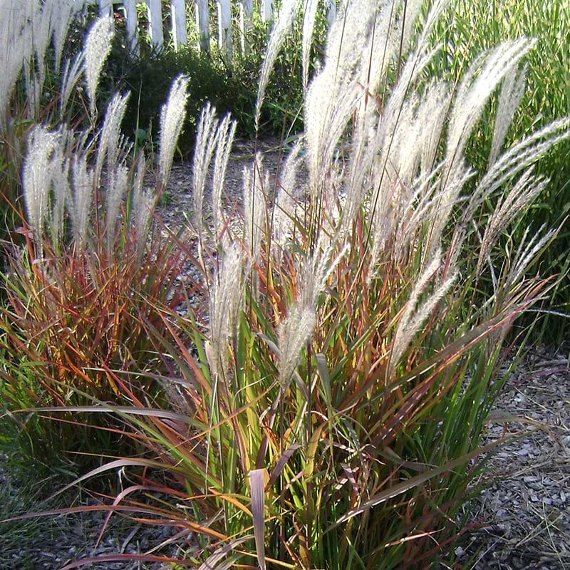Miscanthus purpurascens