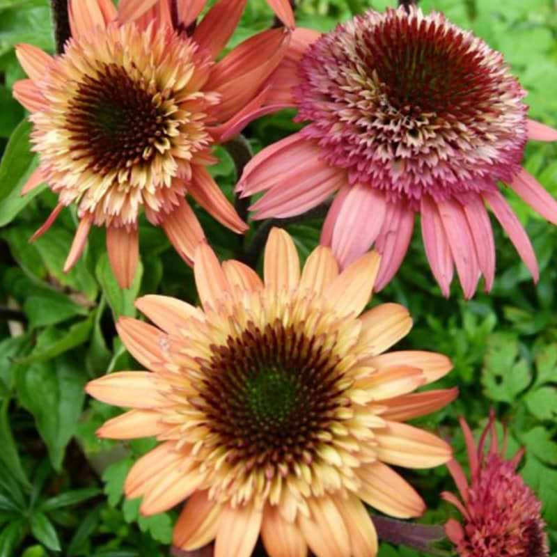 Purpursolhat (Echinacea  'Raspberry Truffle') Potte 2 liter