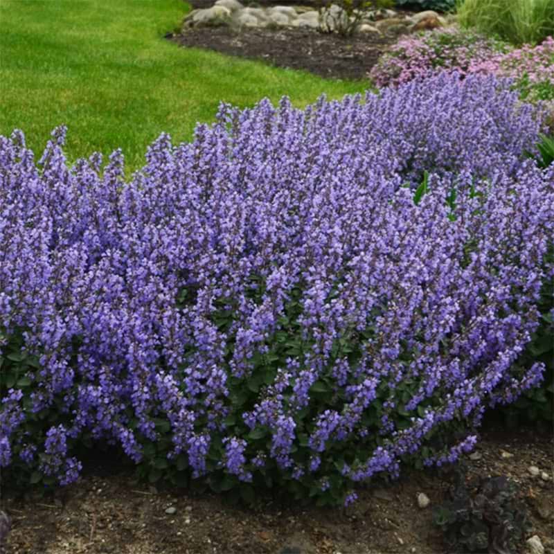 Blåkant/katteurt (Nepeta faassenii 'Purrsian Blue')