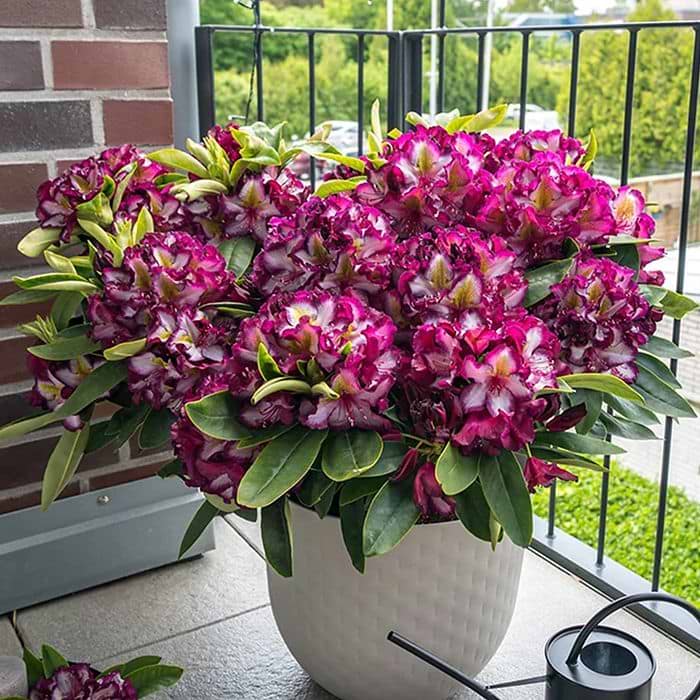 Rhododendron (Rhododendron happydendron 'PUSHY PURPLE' INKARHO)