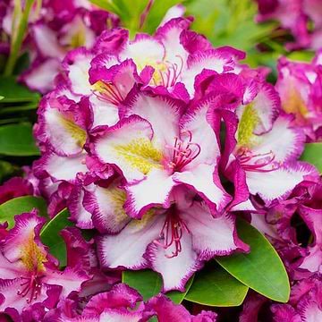 Rhododendron (Rhododendron 'Golden Everest')