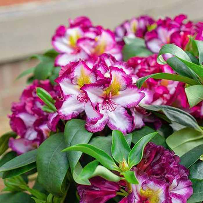 Rhododendron (Rhododendron happydendron 'PUSHY PURPLE' INKARHO)