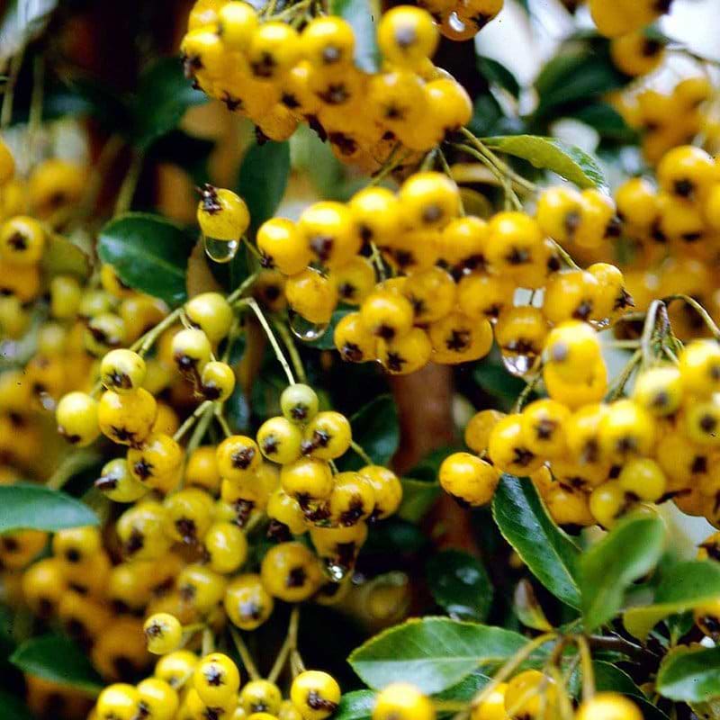 Pyracantha coc. Soleil D'or