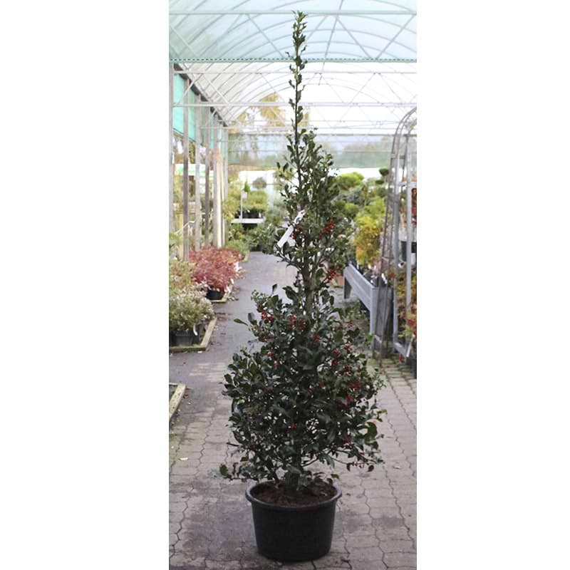 Kristtorn Pyramidalis