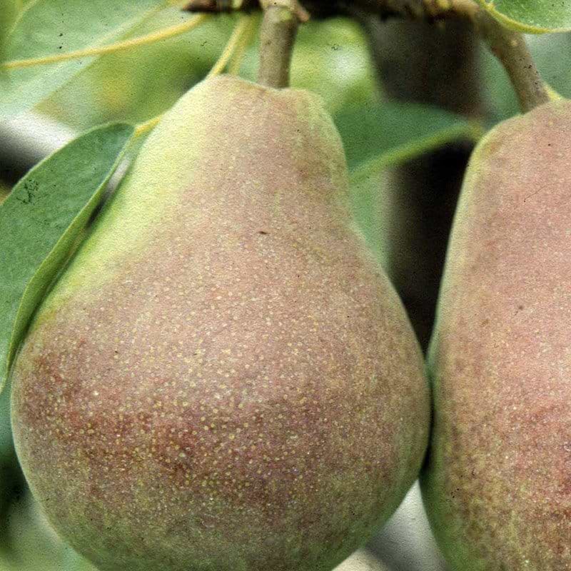 Pæretræ clapps