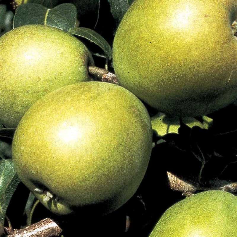 Pæretræ Clara Frijs frugt
