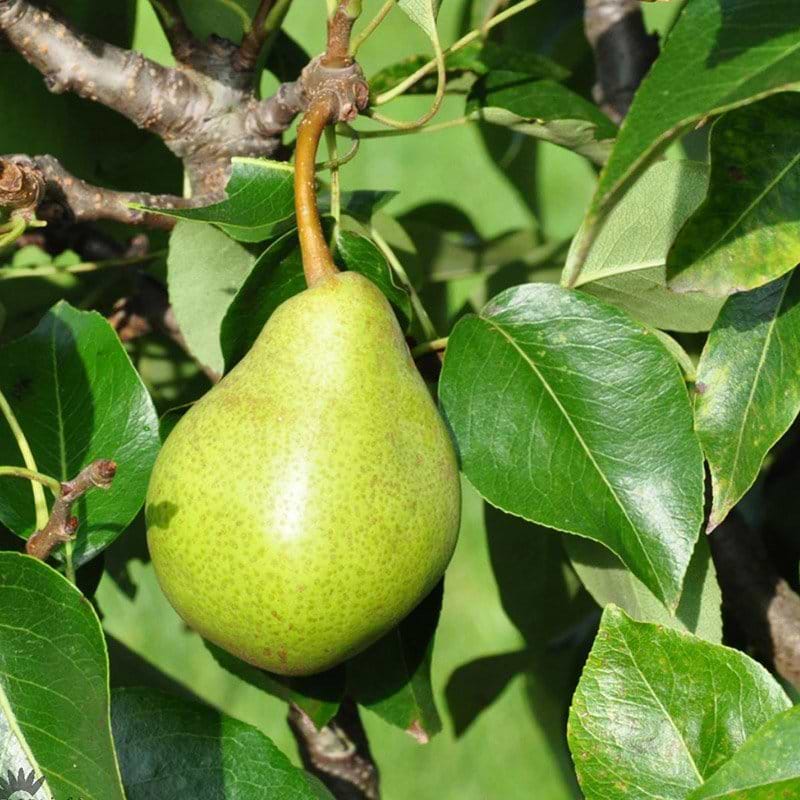 PYRUS COMMUNIS DVALIN