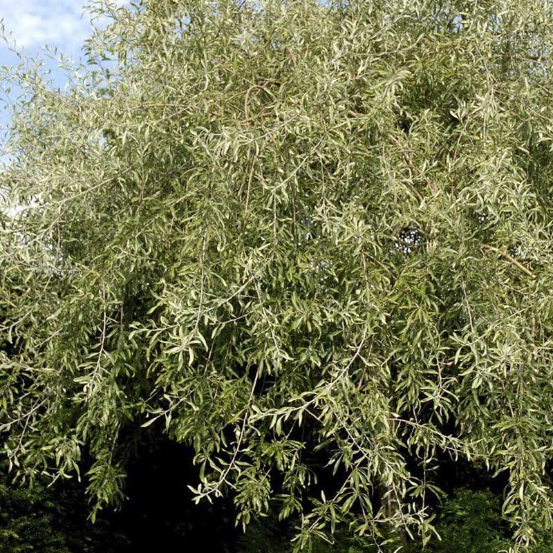 Pyrus salicifolia Pendula