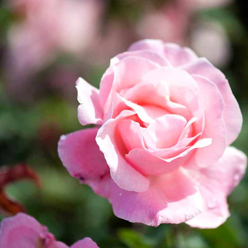 Queen Elizabeth rose opstammet