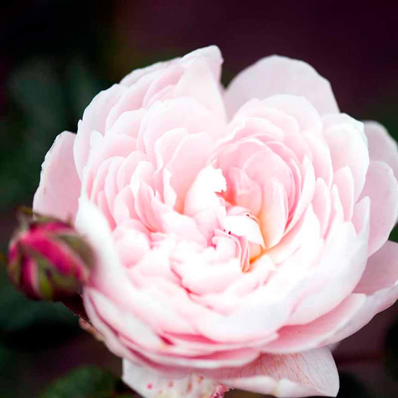 Engelsk rose Queen of Sweden