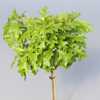 Quercus palustris Isabel