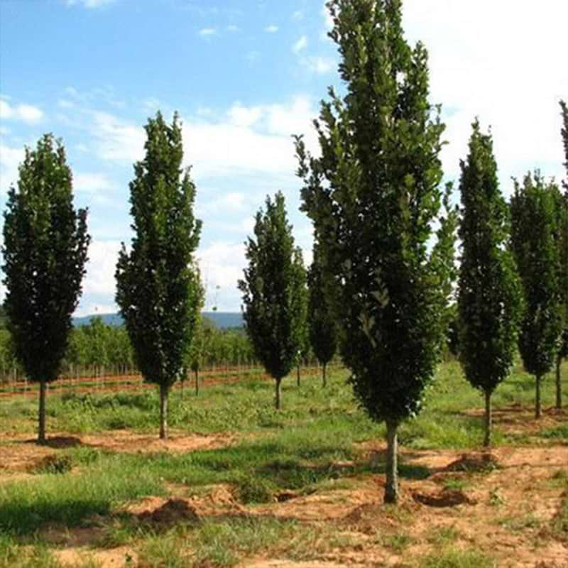 Søjle-eg (Quercus bicolor 'Regal Prince')